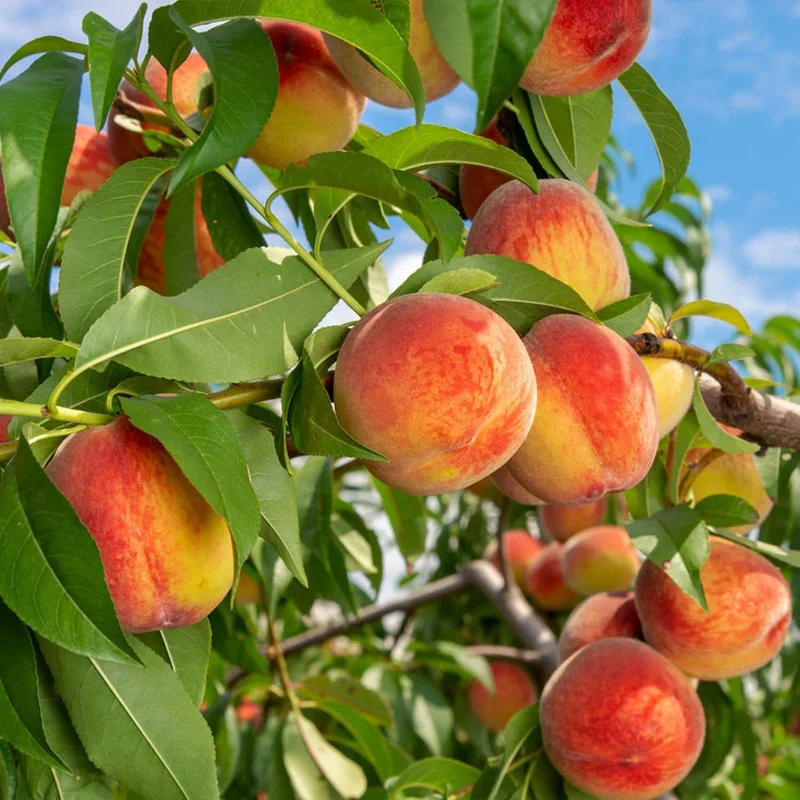 Nemaguard Peach Fruit Seeds