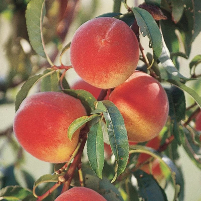 Nemaguard Peach Fruit Seeds