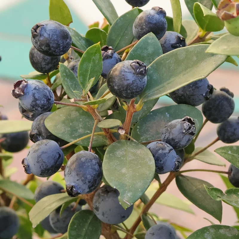 True Myrtle Seeds