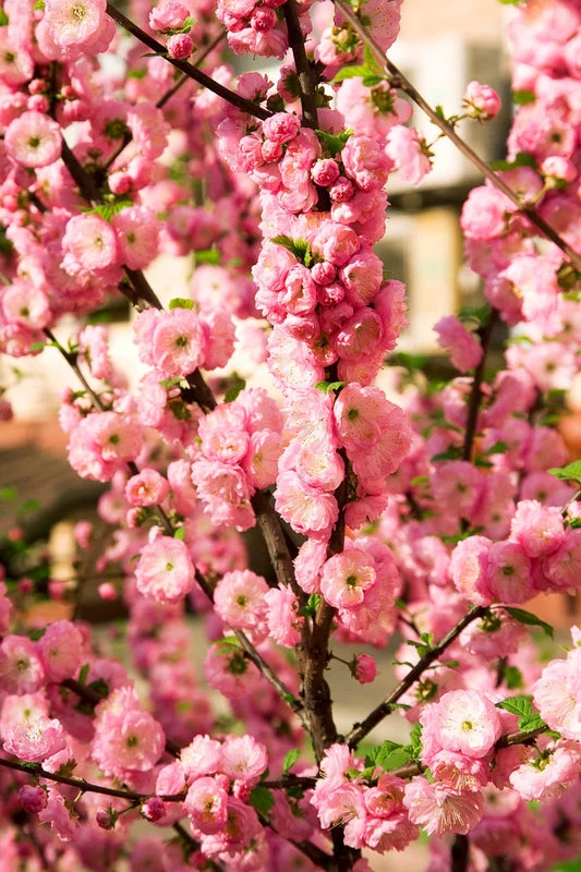 Flowering Almond Seeds – Ornamental Garden Shrub for Beautiful Spring Blooms