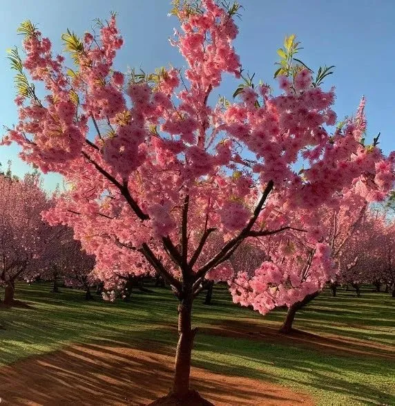 Flowering Almond Seeds – Ornamental Garden Shrub for Beautiful Spring Blooms