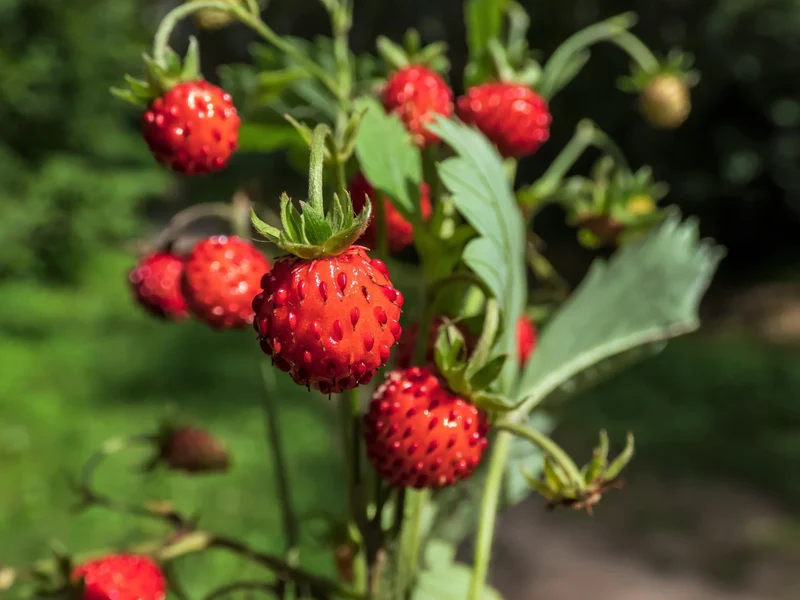 Rügen Strawberry Everbearing Seeds