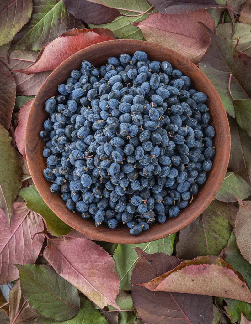 Nannyberry Sweet Viburnum Seeds