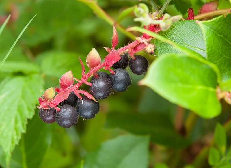 Salal Berry Fruit Seeds