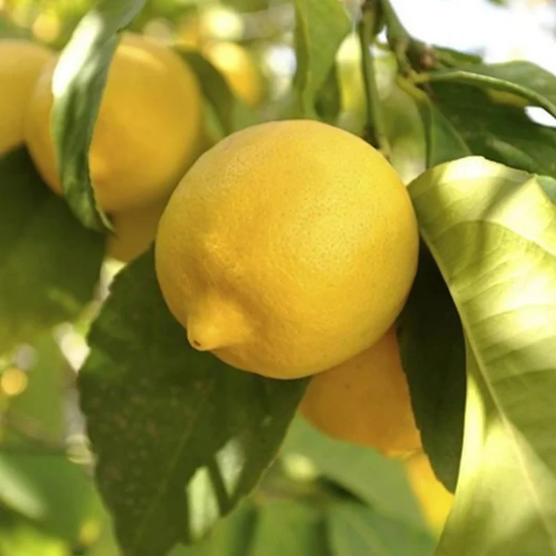 Lemon Seeds for Planting - Grow Fresh, Tangy Yellow Lemons at Home
