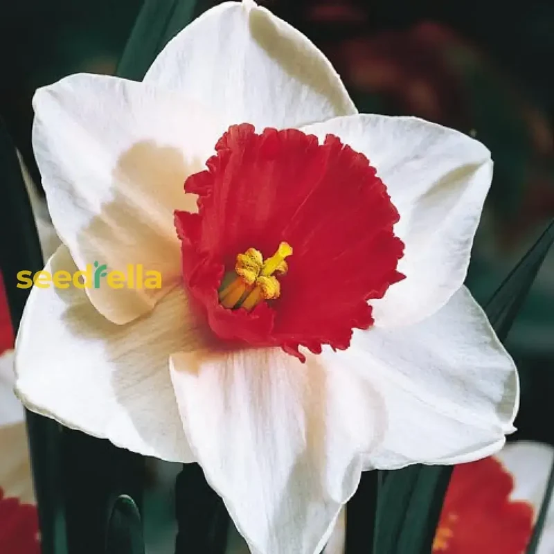 Narcissus White Red Seeds – Elegant Flower Bulbs for Garden Planting