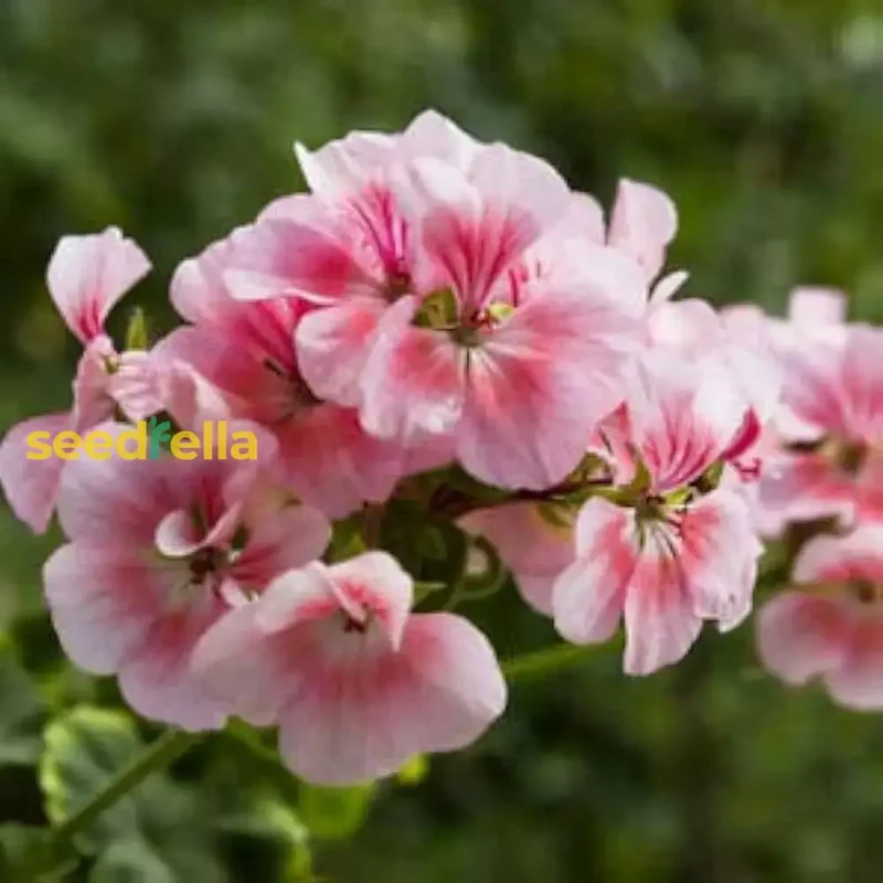 Light Red Geranium Seeds – Annual Flower for Vibrant Gardens