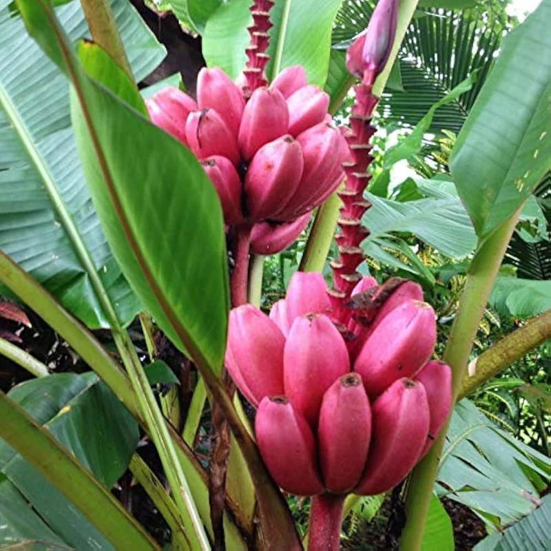 Pink Banana Fruit Seeds for Easy Planting - Grow Sweet, Unique Pink Bananas at Home