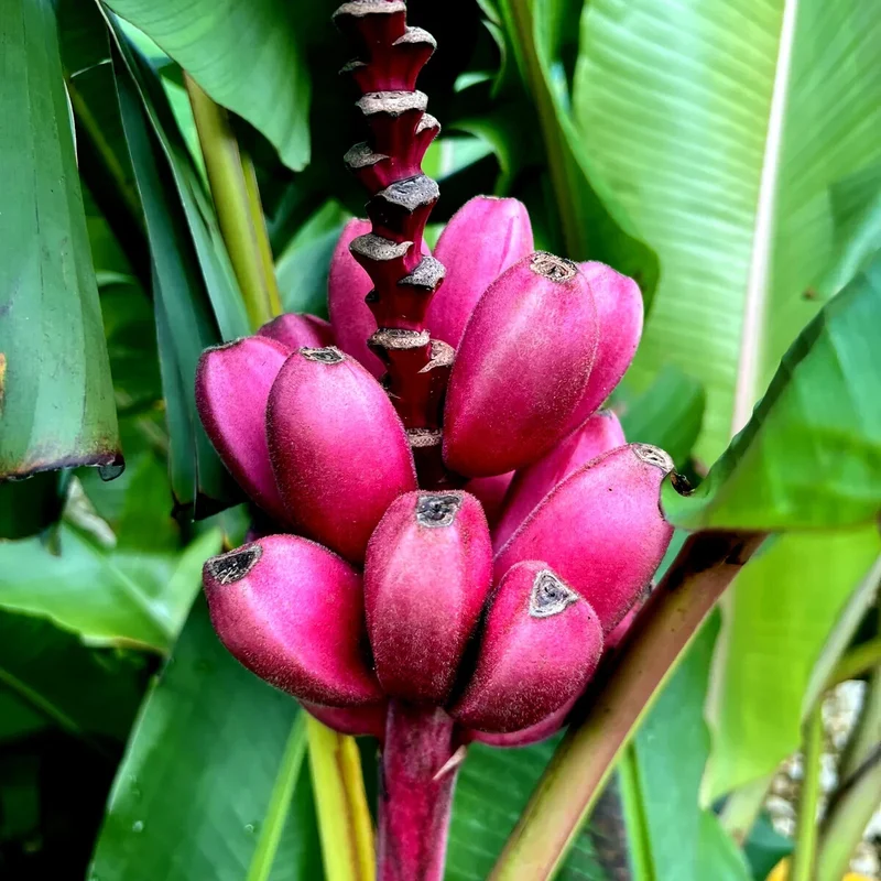 Pink Banana Fruit Seeds for Easy Planting - Grow Sweet, Unique Pink Bananas at Home