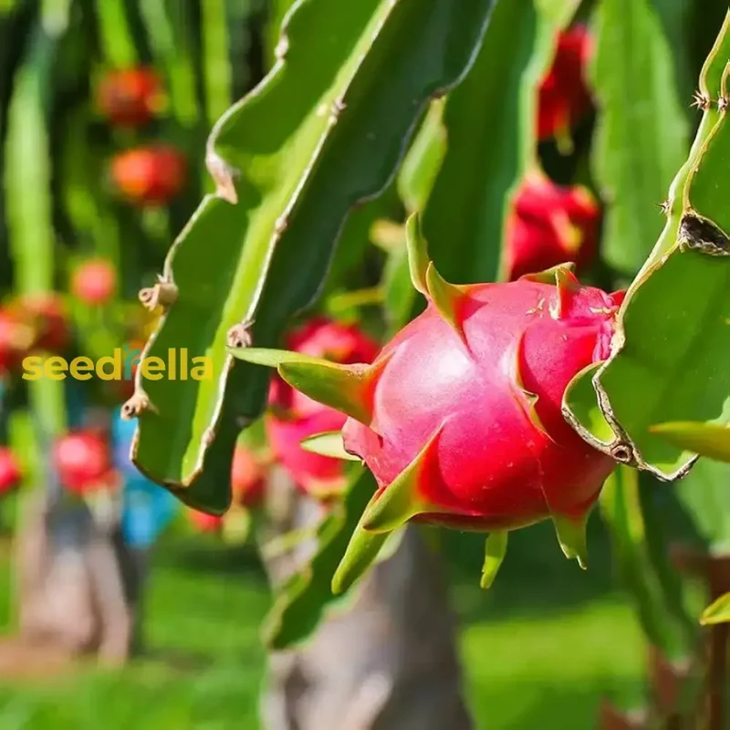 Red Pitaya Fruit Seeds for Easy Planting - Grow Sweet, Vibrant Dragon Fruit at Home