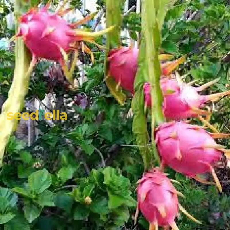 Mixed Colour Pitaya Fruit Seeds for Easy Planting - Grow Sweet, Exotic Dragon Fruit at Home