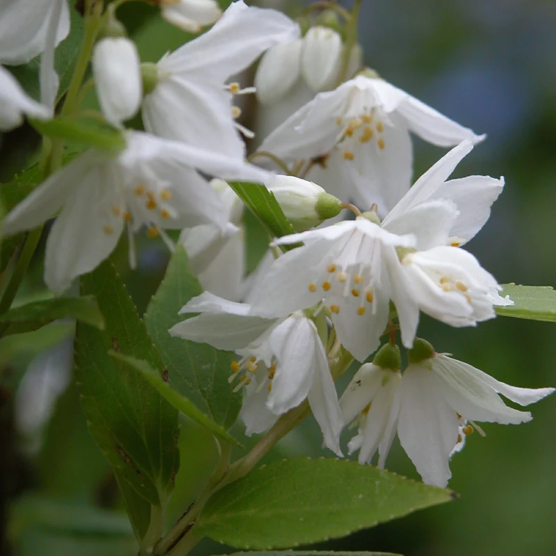 Maiblumenstrauch