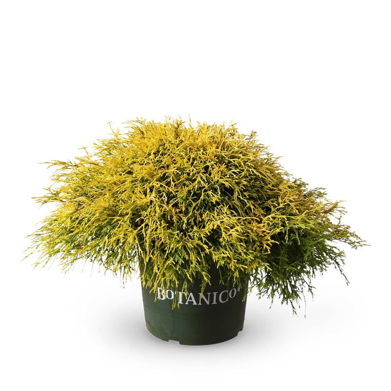 Fadenzypresse 'Golden Mop'