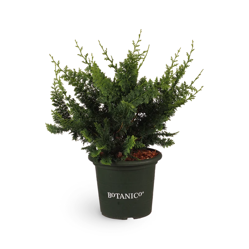 Hinoki-Scheinzypresse 'Teddy Bear'