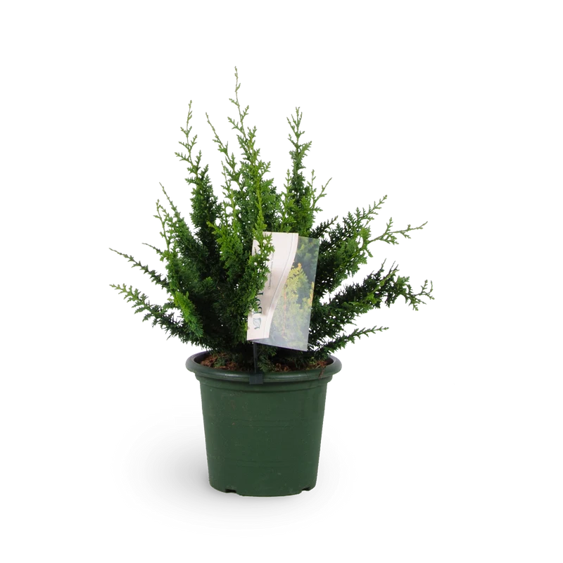 Hinoki-Scheinzypresse 'Teddy Bear'