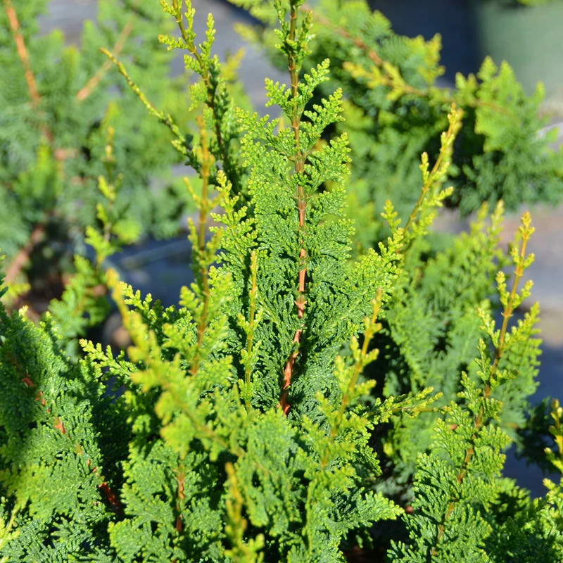 Hinoki-Scheinzypresse 'Teddy Bear'