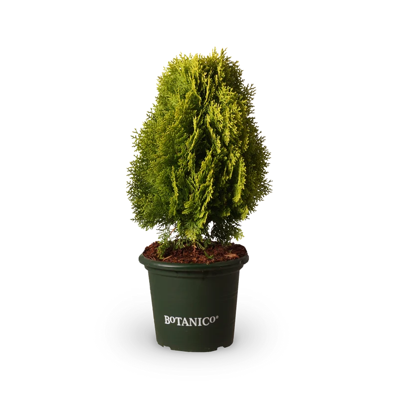 Chamaecyparis obtusa 'Nana Aurea'