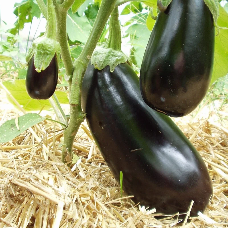 Bio-Aubergine 'Meronda'