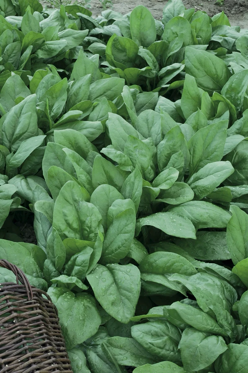 Bio-Spinat 'Winterriesen'