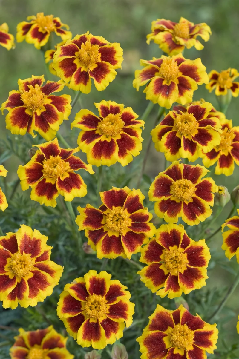Bio-Tagetes 'Ehrenlegion'