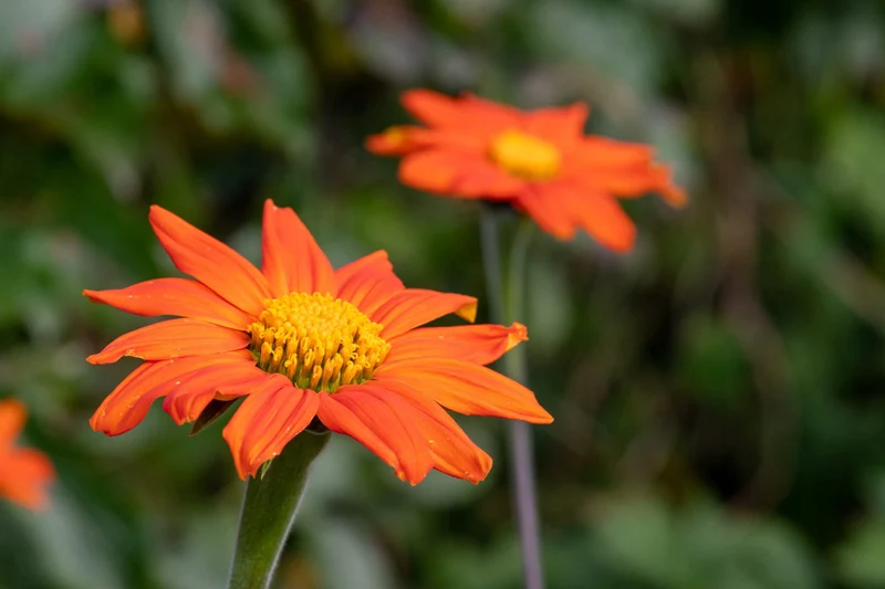 Bio-Mexikanische Sonnenblume 'Torch'