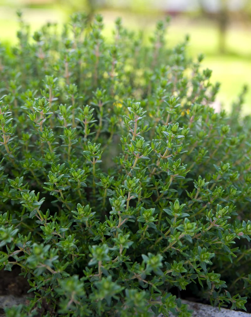 Bio-Thymian