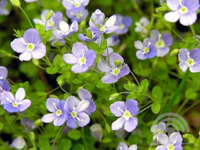 Ehrenpreis (Veronica repens)