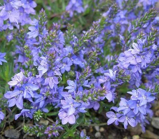 Ehrenpreis (Veronica prostata 'Nestor')
