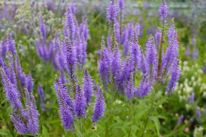 Ehrenpreis (Veronica longifolia 'Blauriesin')