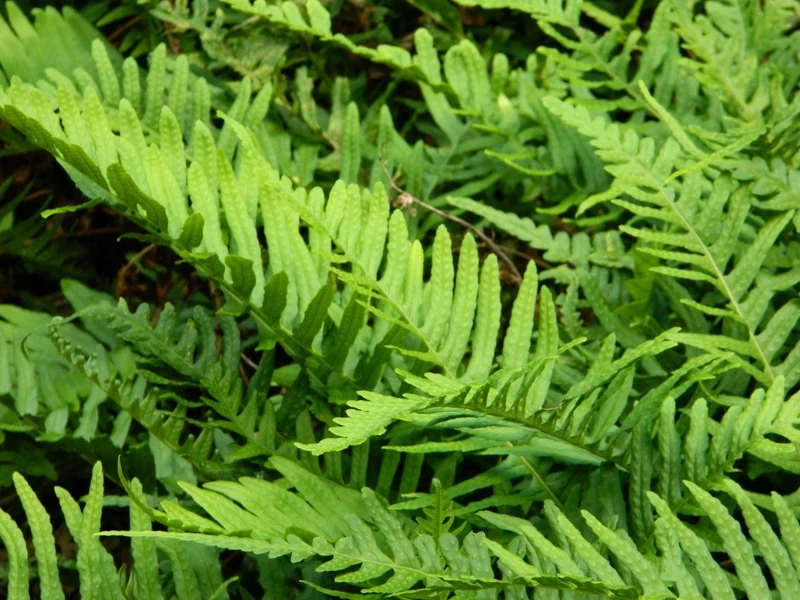 Polypodium vulgare (Polypodium vulgare)