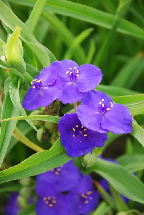 Tagblume (Tradescantia (A) 'Zwanenburg Blue')