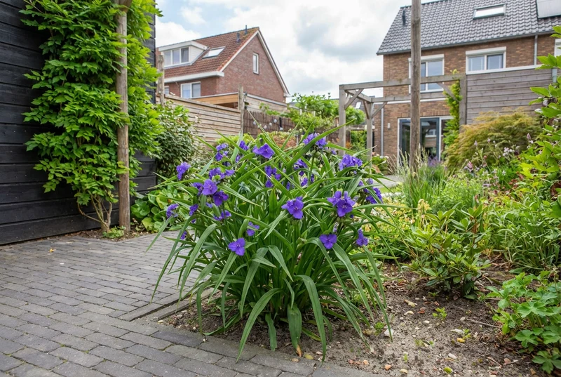 Tagblume (Tradescantia (A) 'Zwanenburg Blue')
