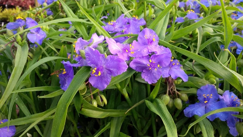 Tagblume (Tradescantia (A) 'Bilberry Ice')