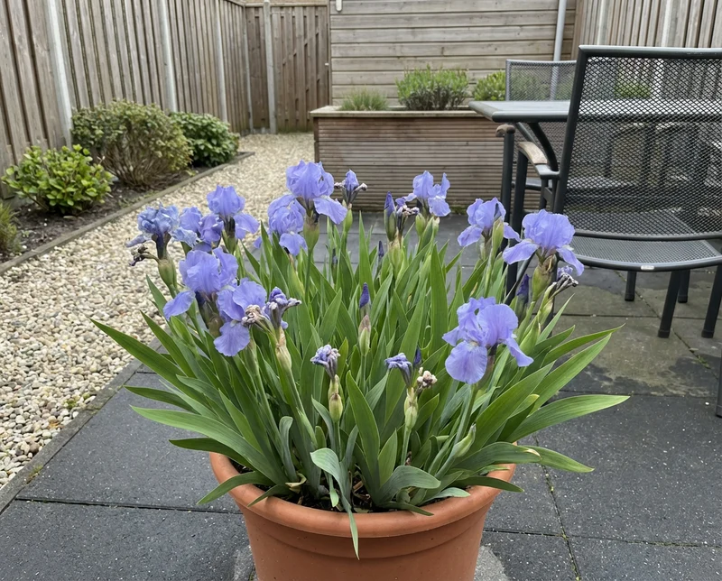 Zwergiris (Iris (P) 'Azurea')