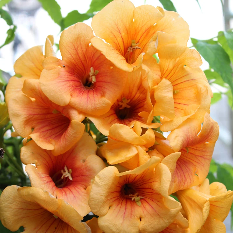Klettertrompete 'Summer Jazz™ Gold'