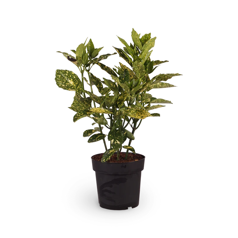 Japanische Aukube 'Crotonifolia'