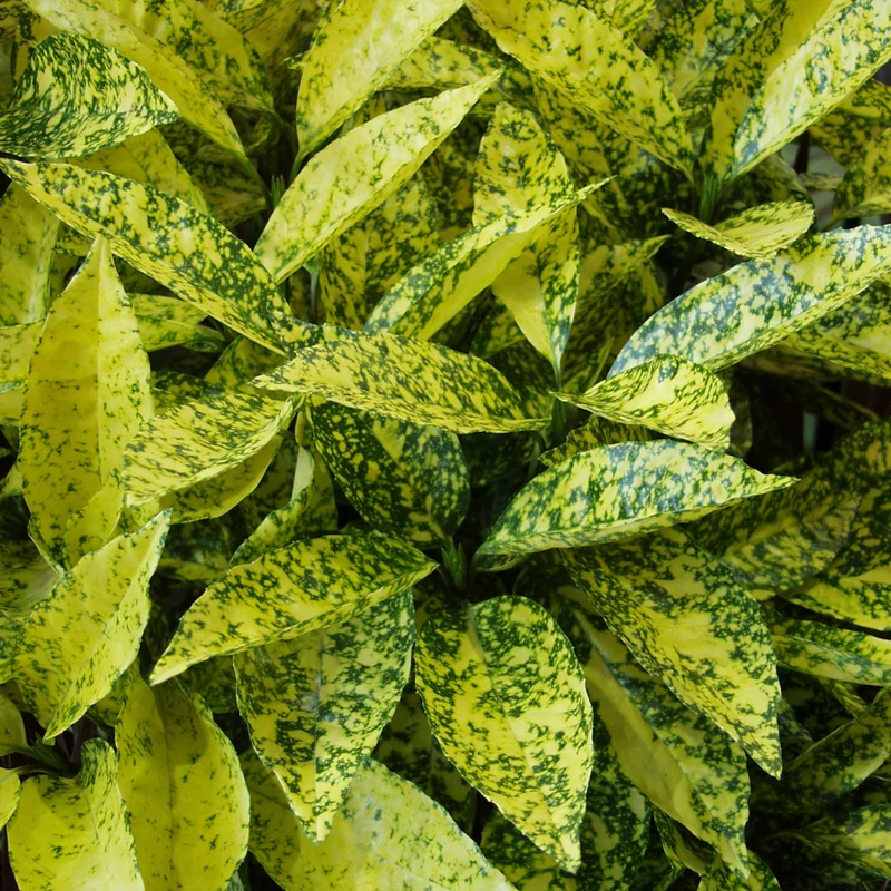 Japanische Aukube 'Crotonifolia'