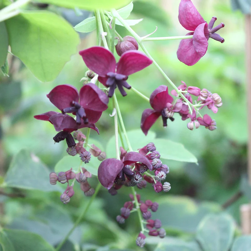 Schokoladenwein