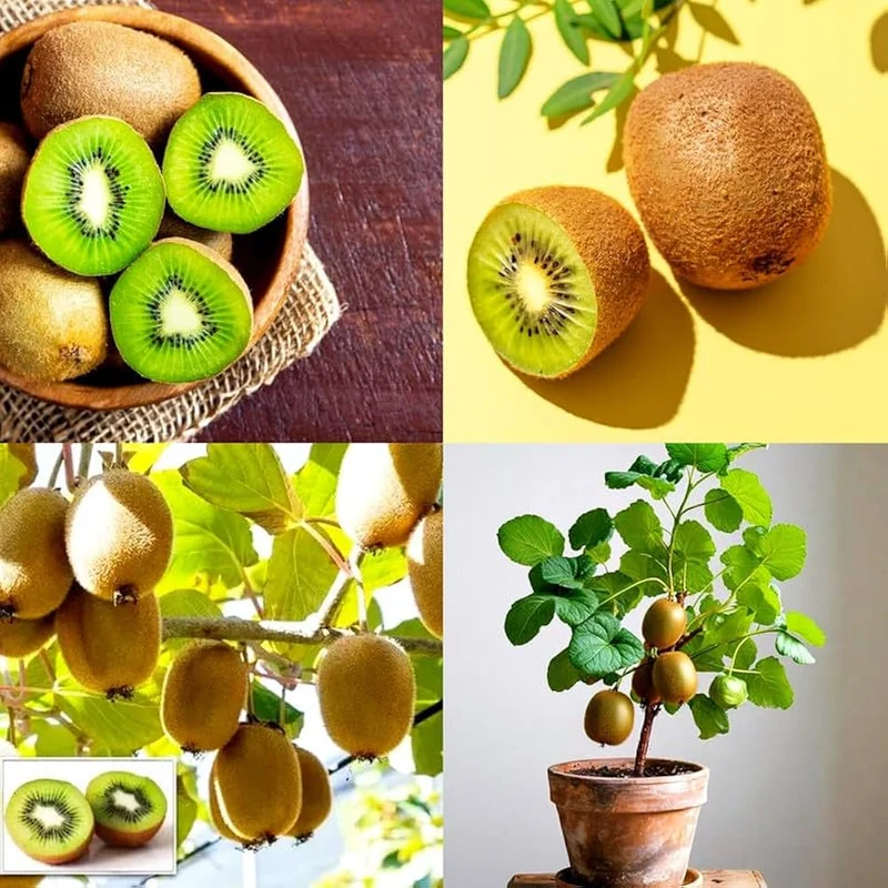 Golden Kiwi Fruit Seeds