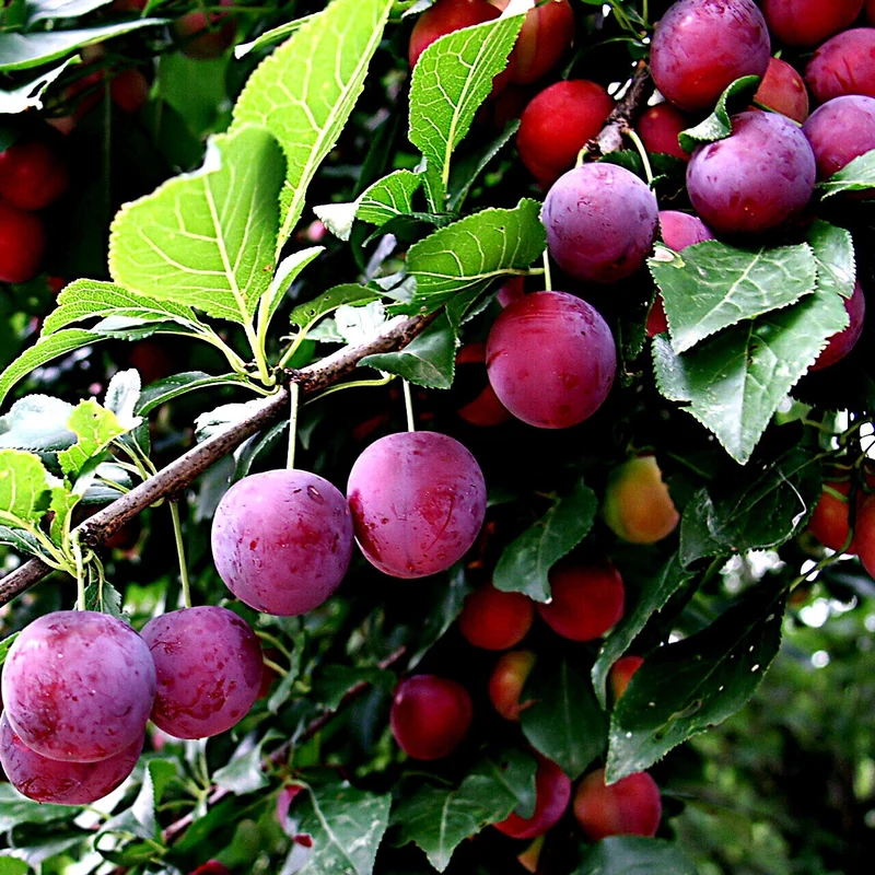 American Plum Tree Seeds