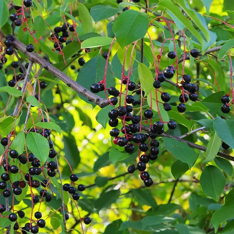 Black Cherry Fruit Tree Seeds