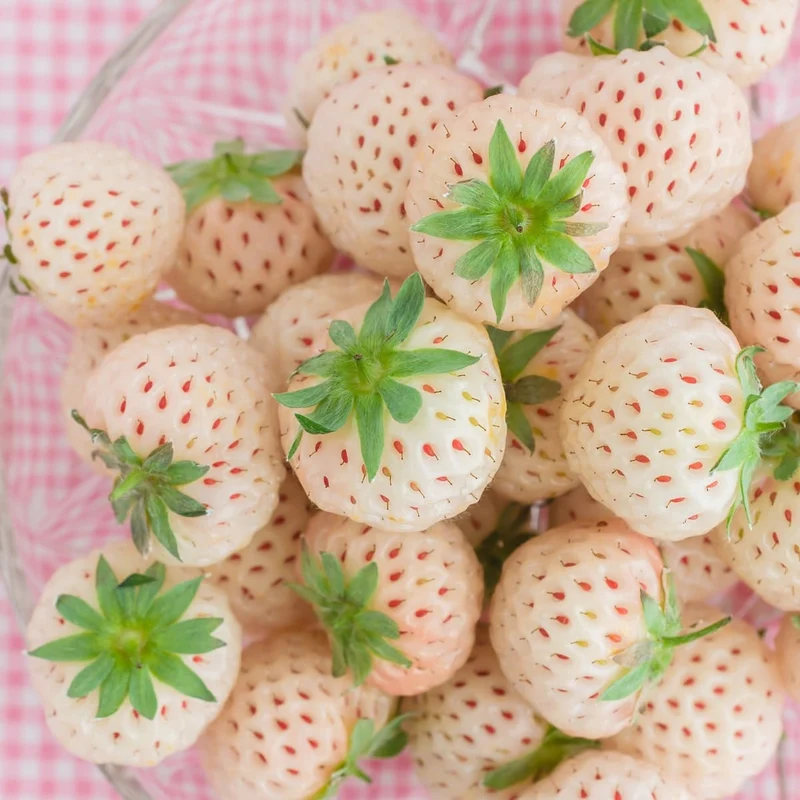 White Soul Strawberry Fruit Seeds