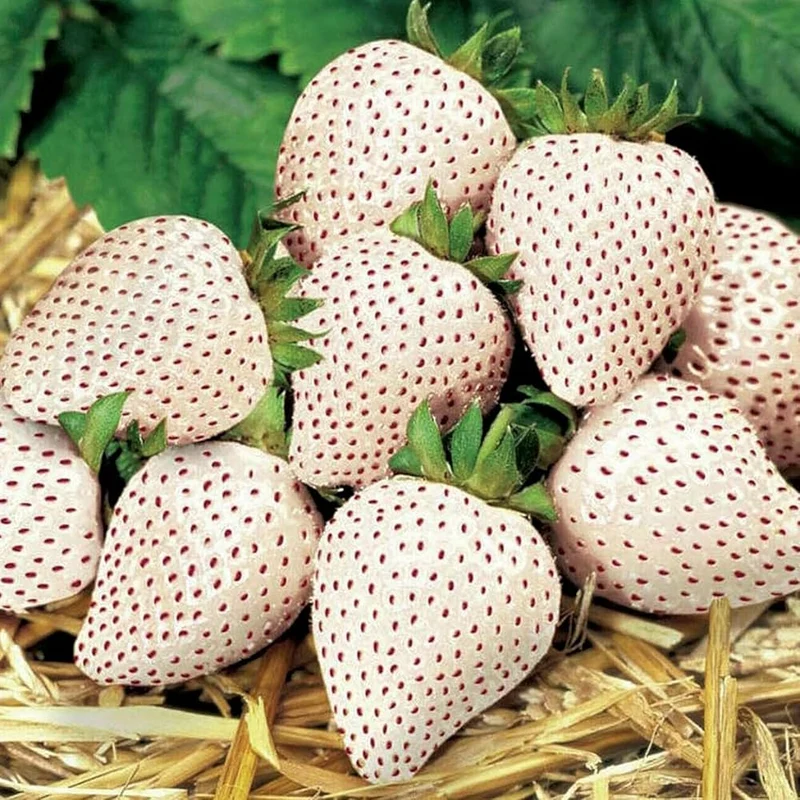 White Soul Strawberry Fruit Seeds