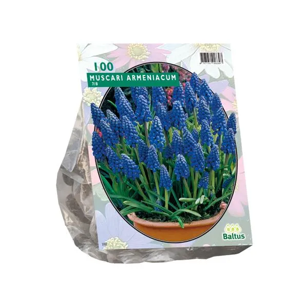 Muscari Armeniacum - 100 Stück