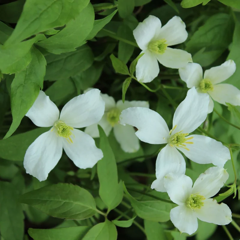 Clematis 'Grandiflora'