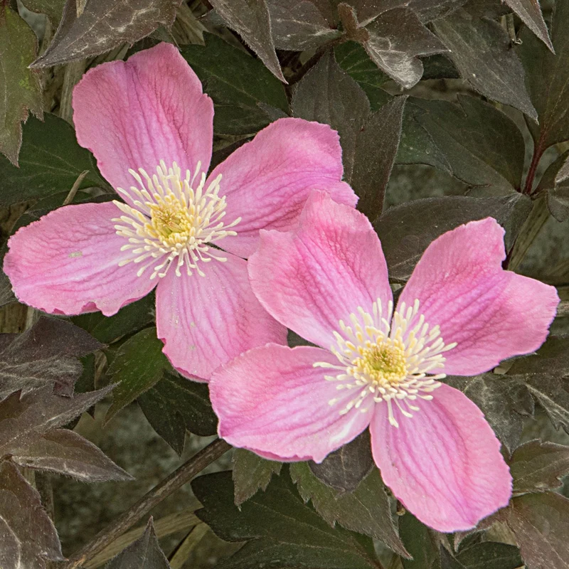 Clematis 'Tetrarose'