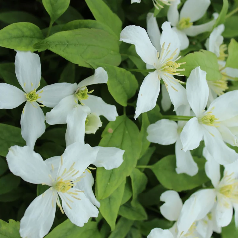 Clematis 'Superba'