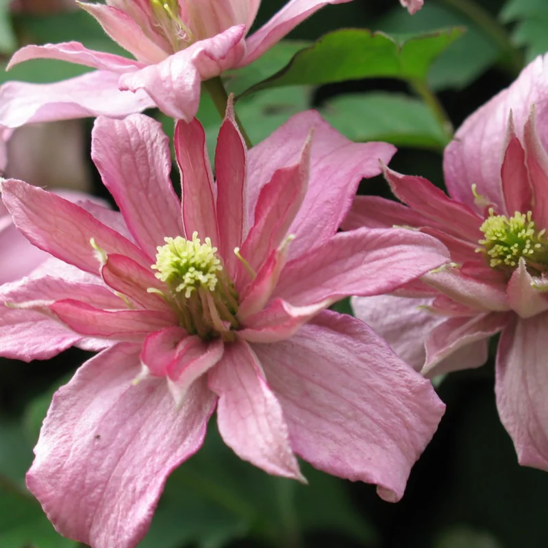 Clematis 'Broughton Star'