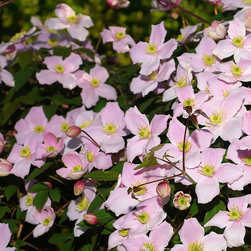 Clematis 'Elizabeth'
