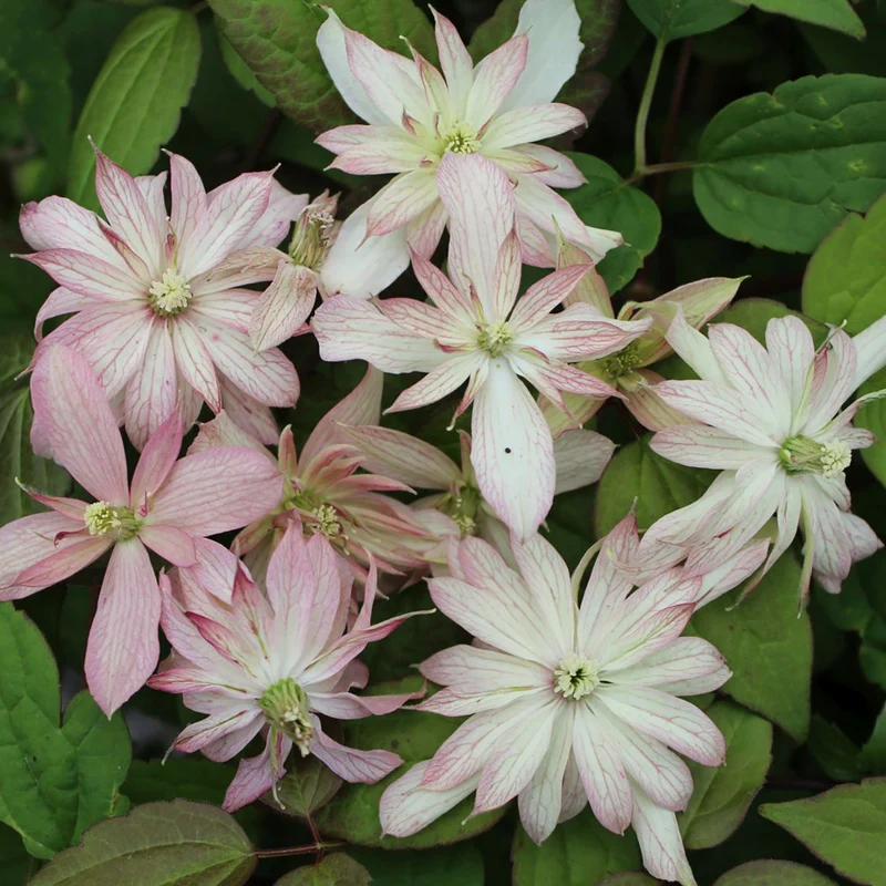 Clematis 'Marjorie'